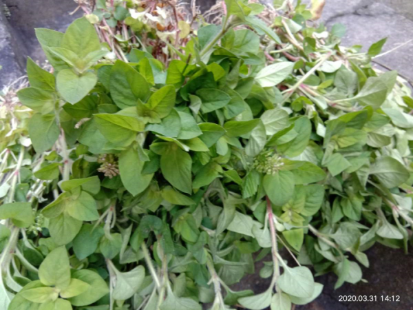 6種香草盆栽，掐個葉子就能吃，味道清香四溢