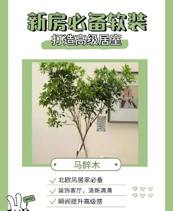 家居博主超愛的6款網紅綠植大公開！新房軟裝必備