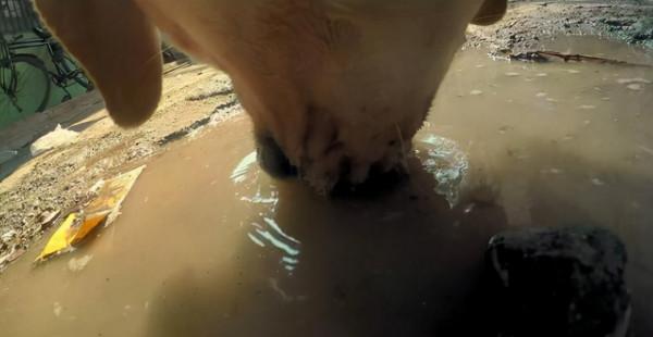 在流浪狗身上裝監控,記錄了汪的普通的一天,看完讓人心疼了 在流浪狗身上裝監控,記錄了汪的普通的一天,看完讓人心疼了