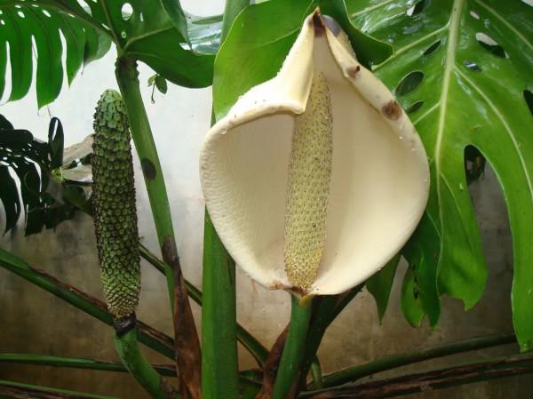 終於知道龜背竹為啥也叫“蓬萊蕉”，原來它的果實能媲美香蕉