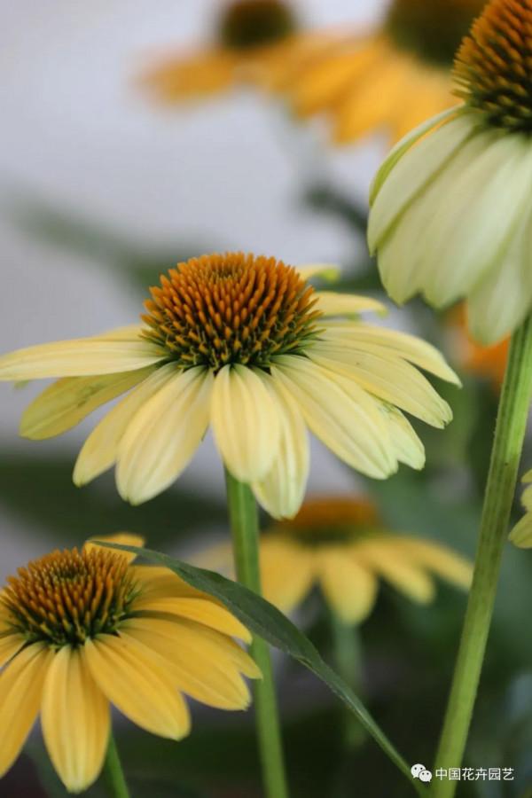 松果菊“波利綵球”極具市場潛力與競爭力 | 新品