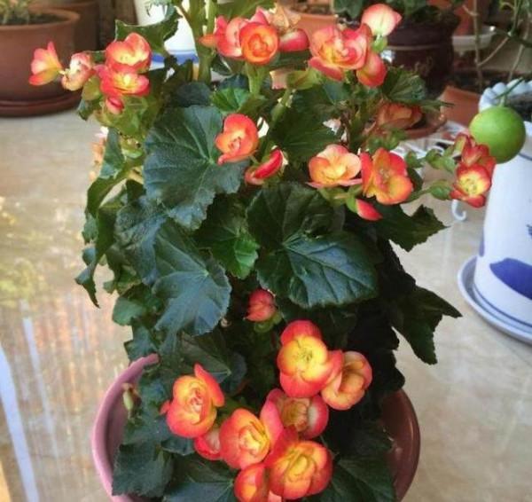 “海棠花”做好這“5步”,一年“花期”365天,天天開“新花” “海棠花”做好這“5步”,一年“花期”365天,天天開“新花”