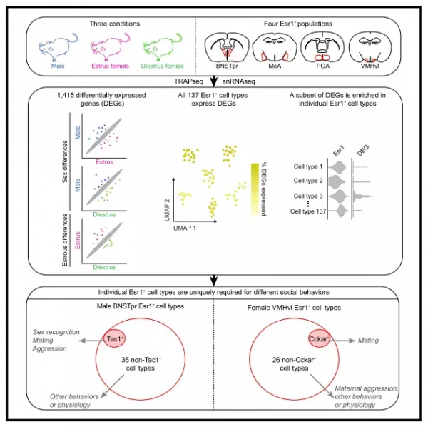 腦科學日報：無需化學&OpenCurlyDoubleQuote;標籤&rdquo;，用&OpenCurlyDoubleQuote;糖&rdquo;追蹤大腦中的幹細胞
