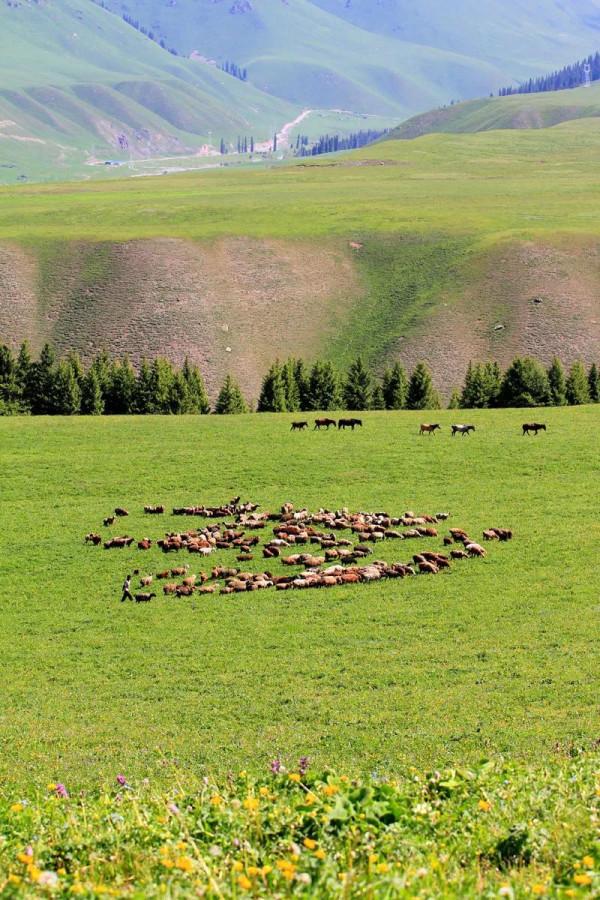 新疆那拉提草原風光 新疆那拉提草原風光