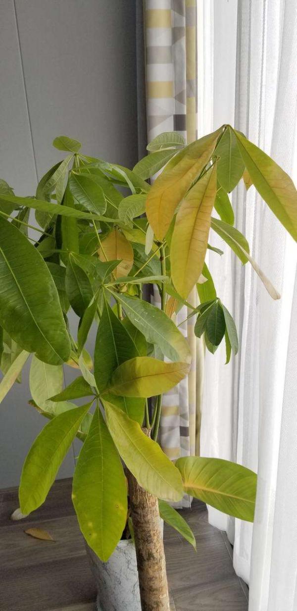 發財樹水培總是死,學會這2招,怎麼養都不黃葉 發財樹水培總是死,學會這2招,怎麼養都不黃葉