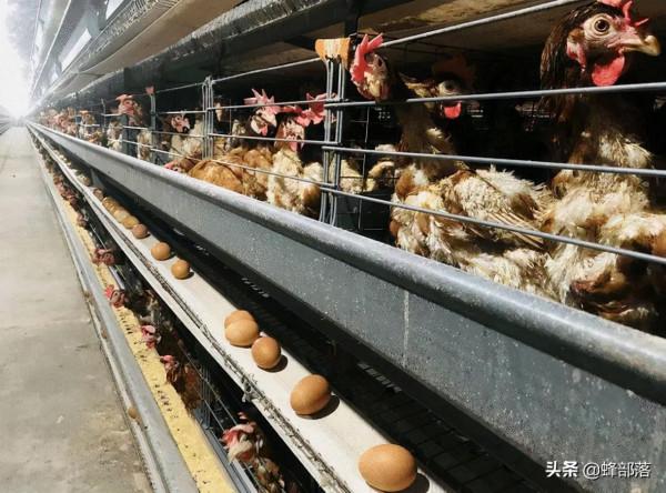 ​農村養殖的雞，為啥有的要在鼻孔裡面插一根毛？別小看！有大用途