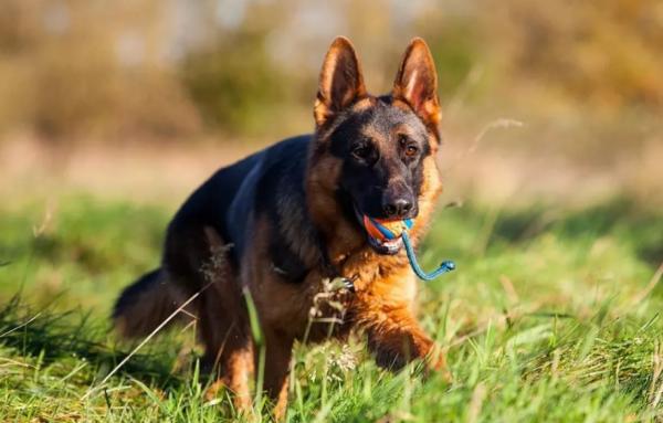 狗界的6大“忠誠代表”，家裡有一隻，讓你安全感十足