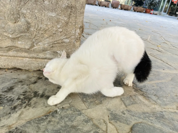 岳家槍和楊家槍能區分了嗎？