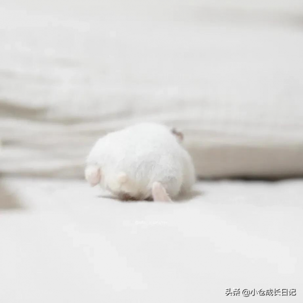 萌到心化！！這隻小精靈一樣的倉鼠讓人瘋狂心動...