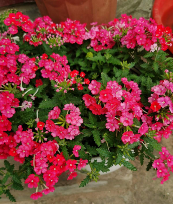 50種花春天播種，長滿小院子，能開一整年