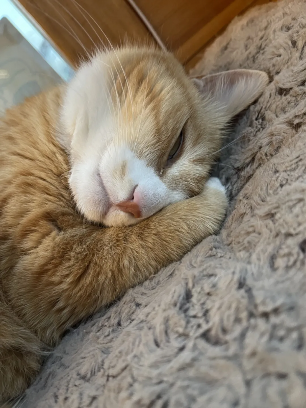 糟糕,鬍子太搶戲了 糟糕,鬍子太搶戲了