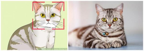 美國短毛貓丨銀虎斑