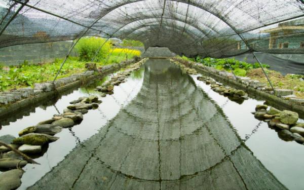 擁有“山珍”之稱的石蛙,高達200元1斤,為何敢養的農民卻不多? 擁有“山珍”之稱的石蛙,高達200元1斤,為何敢養的農民卻不多?