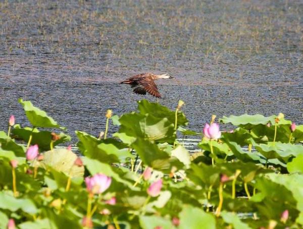 斑嘴鴨：中國家鴨祖先之一