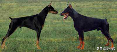 美系杜賓和德系杜賓的區別 美系杜賓和德系杜賓的區別