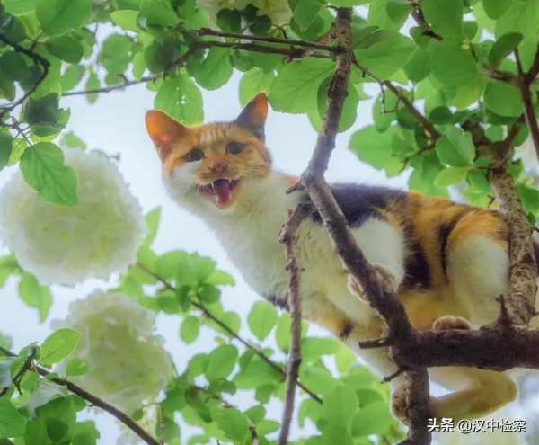 蘇州園林的貓，請求出戰！