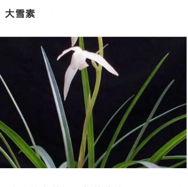 為什麼很多人養花養不活