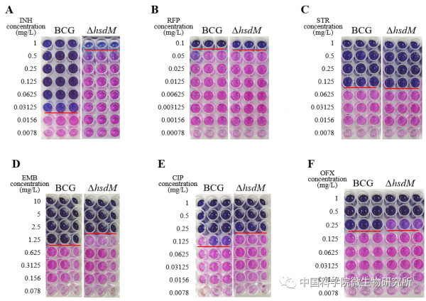 微生物所米凱霞團隊揭示分枝桿菌表觀遺傳調節異煙肼耐藥的分子機制 微生物所米凱霞團隊揭示分枝桿菌表觀遺傳調節異煙肼耐藥的分子機制