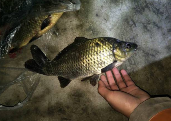 冬季夜釣常見的四大問題，解決了，輕鬆釣大魚不是夢