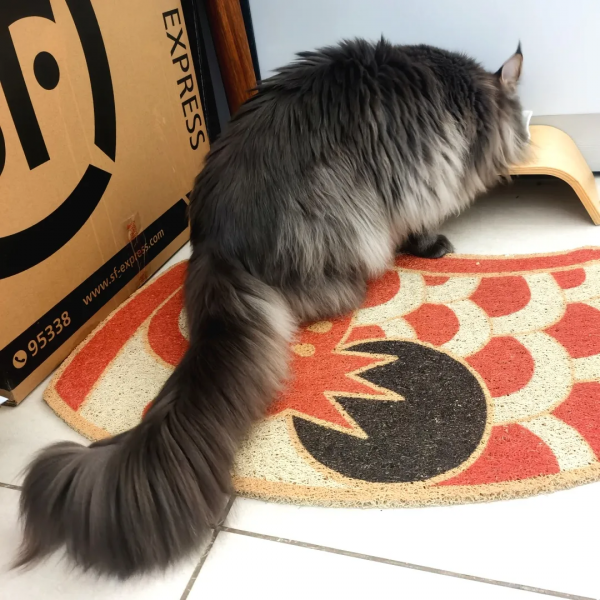 布能豹：我跑過最長的路是鏟屎官的套路