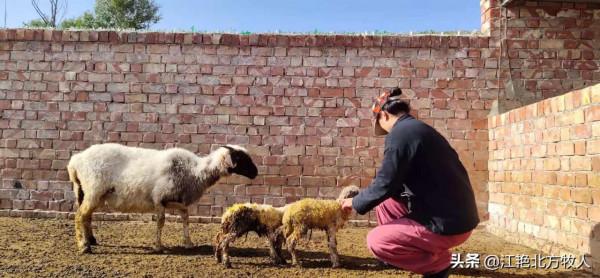 漢族男人娶個蒙古族媳婦為啥這麼難？聽江豔詳細道出其中的原因