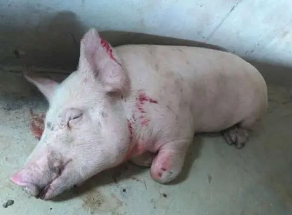 豬後腿無力站不起來用什麼藥?豬後腿軟無力不吃食咋治?本文詳解 豬後腿無力站不起來用什麼藥?豬後腿軟無力不吃食咋治?本文詳解