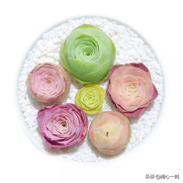 分享&mdash;&mdash;玫瑰多肉