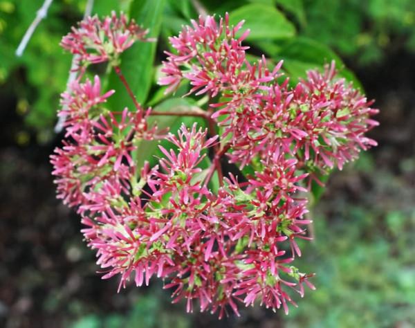 花如白玉也如霞——七子花 花如白玉也如霞——七子花