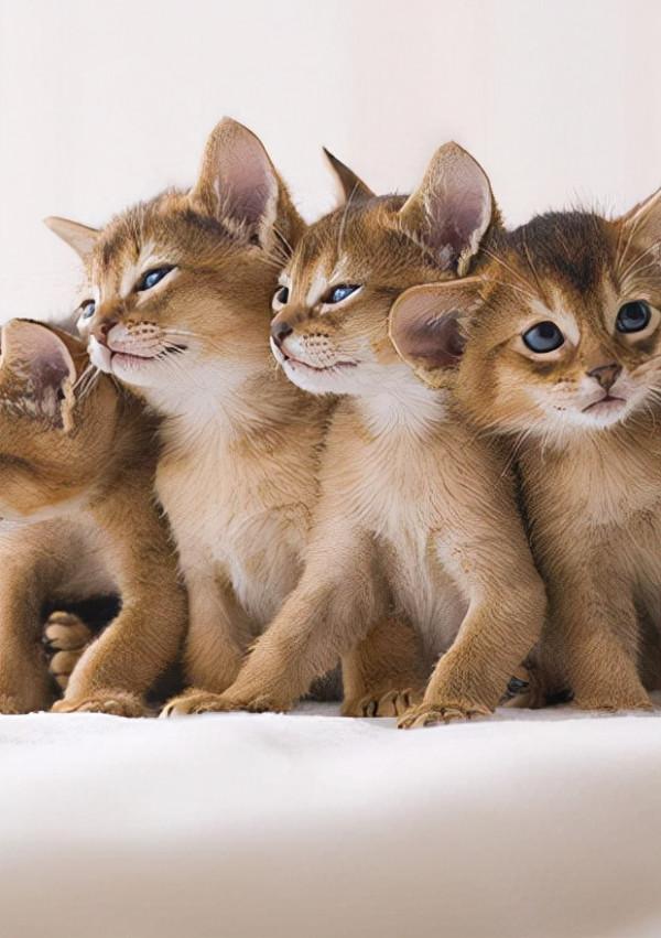 阿比西尼亞貓的餵養方法 阿比西尼亞貓的餵養方法