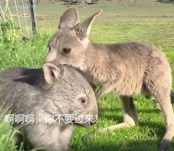 這個澳洲土肥圓紅了！靠拉粑粑和賣萌圈粉眾多，卻發現原來是社恐