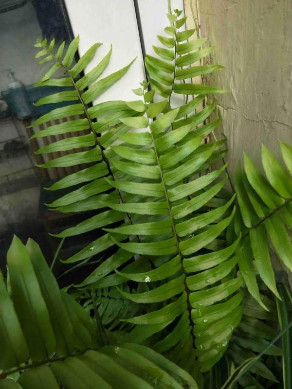 大葉子耐陰花，室內一定養，葉子比臉大，真涼快