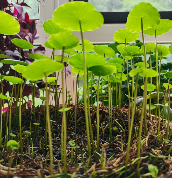 7種花現在剪一刀，剃個小平頭，滿盆冒新葉子