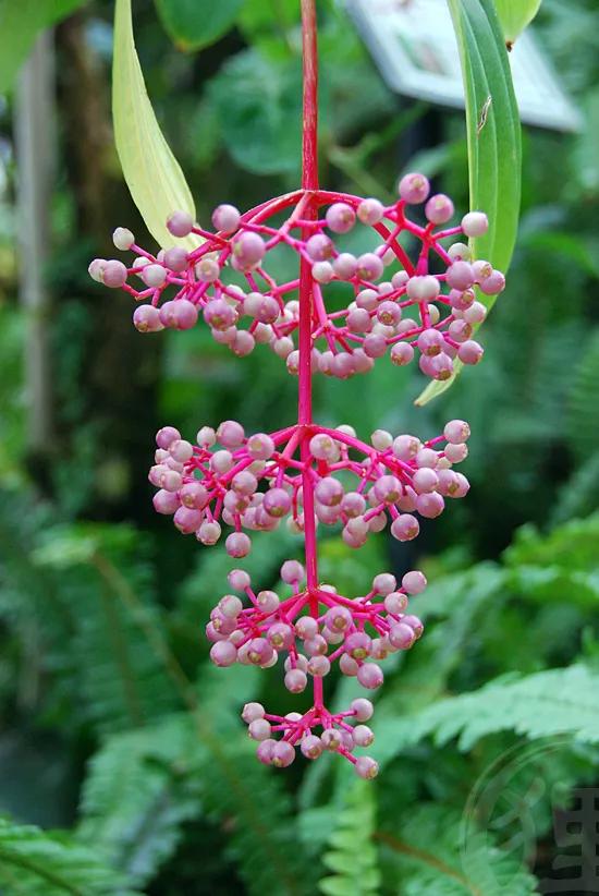 每個人的星座不同,適合養的花也不同 每個人的星座不同,適合養的花也不同