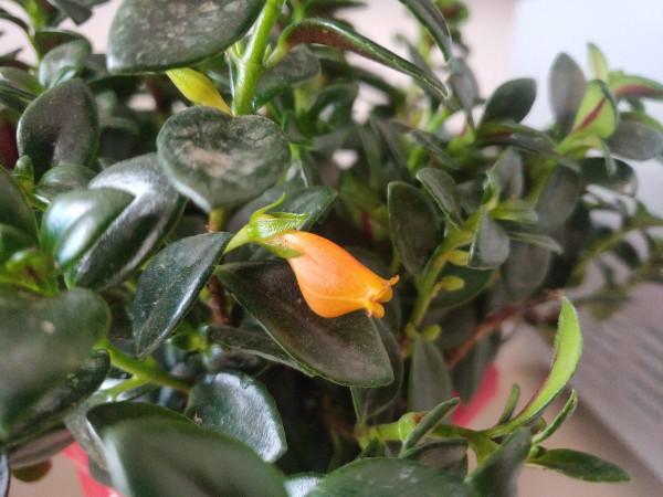 陽臺就養盆金魚吊蘭，滿盆開出小金魚，寓意年年有餘