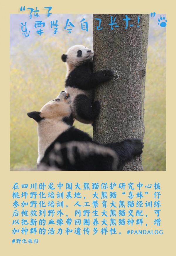 鏡觀中國丨大熊貓的30張拍立得：一部保護“滾滾”的PLOG