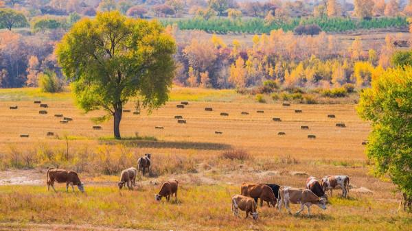 田野鄉村，風景如畫
