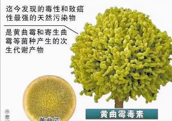 女子收玉米得肺炎?發黴的玉米多可怕?養羊的更要看 女子收玉米得肺炎?發黴的玉米多可怕?養羊的更要看