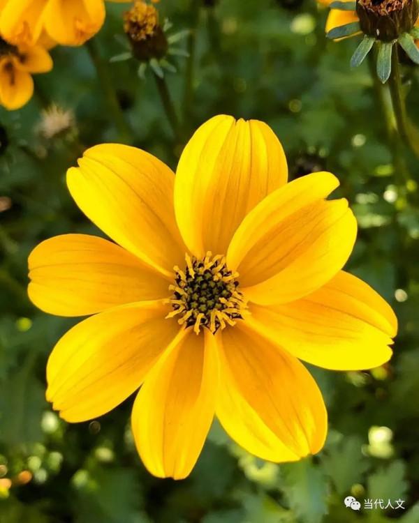 七絕：昨日黃花