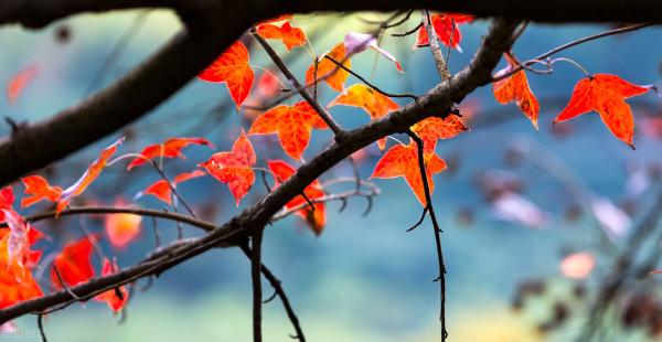 紅色才是中國秋天的主打色！這17處楓葉觀賞地，總有一個能驚豔你