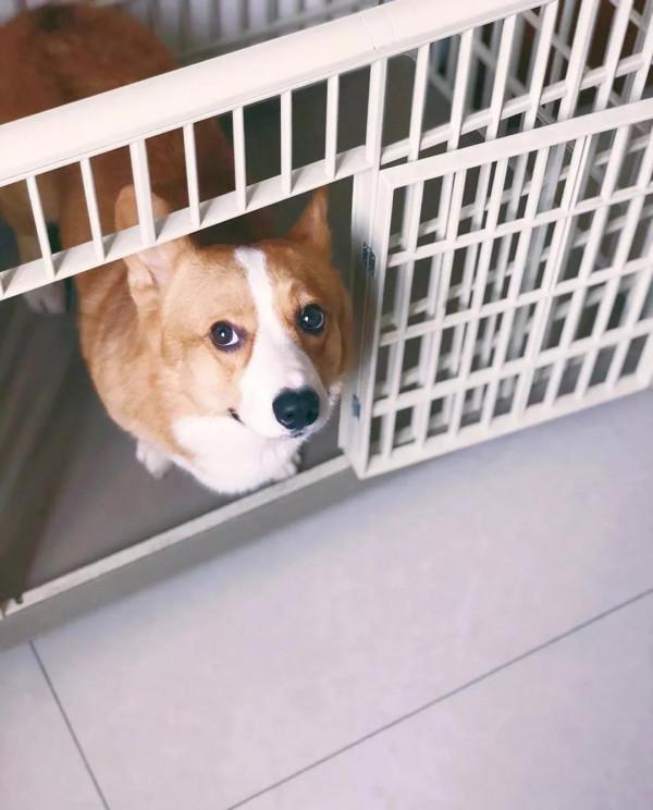 叮咚！療愈天使爆米花閃亮登場