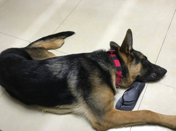 很多人都說準：從你養的狗，就知道你的性格