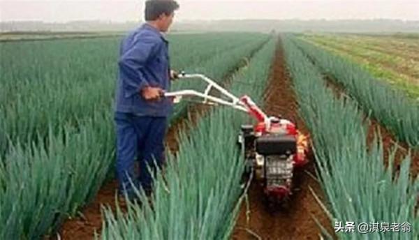 大蔥培土技巧 大蔥培土技巧