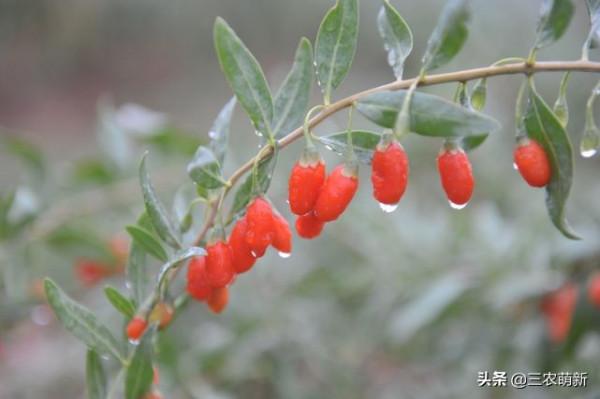 10種香甜的農村野果子，你還記得幾種？吃過幾種？認識它們漲知識