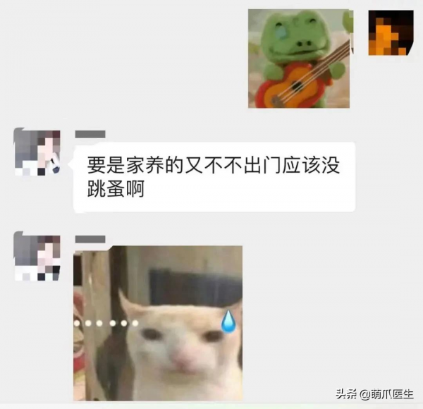 貓把自己舔禿了！是不是嘲笑我禿頂啊？