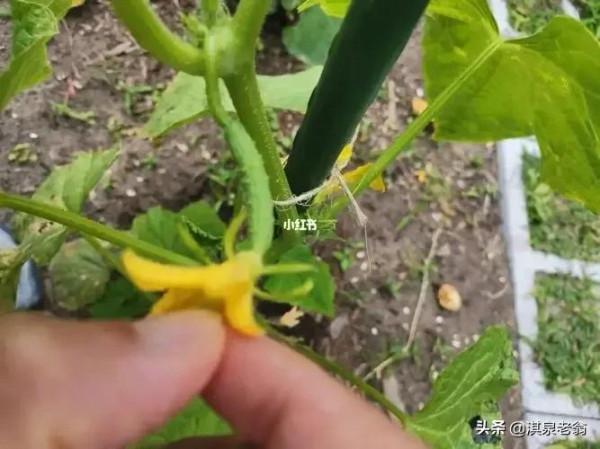 告訴你幾個促進作物質優產量高的‘‘施用劑’’及配方