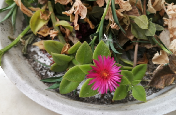 8種“安全花”，家裡有老人孩子孕婦都能養，反而清新養人