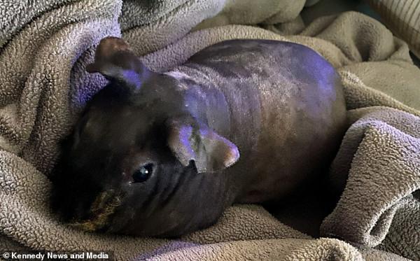 外國妹子宿醉醒來發現劉海沒了,兇手竟是寵物豚鼠? 外國妹子宿醉醒來發現劉海沒了,兇手竟是寵物豚鼠?