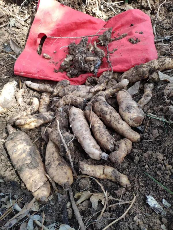 野生天麻與人工種植天麻的區別及特徵