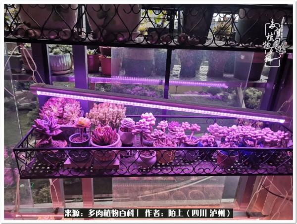 北向陽臺補光燈養多肉的那些事兒