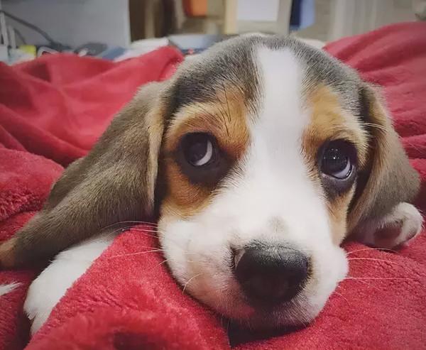 有著大耳朵的比格犬，原來可以這麼可愛